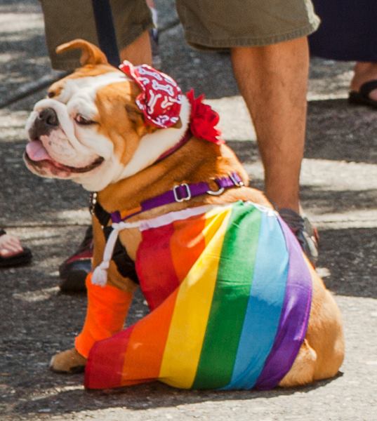 Pride Dog